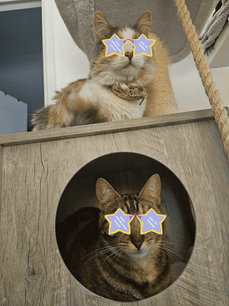 nootuks Nootuks